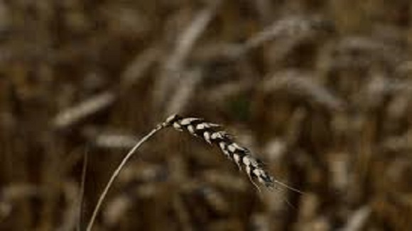 Seed Export Transportation