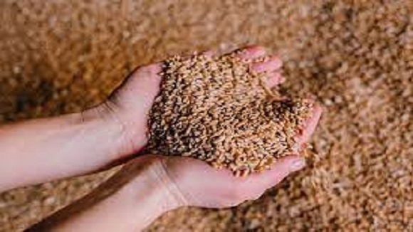 Seed Export Transportation