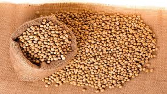 Seed Export Transportation